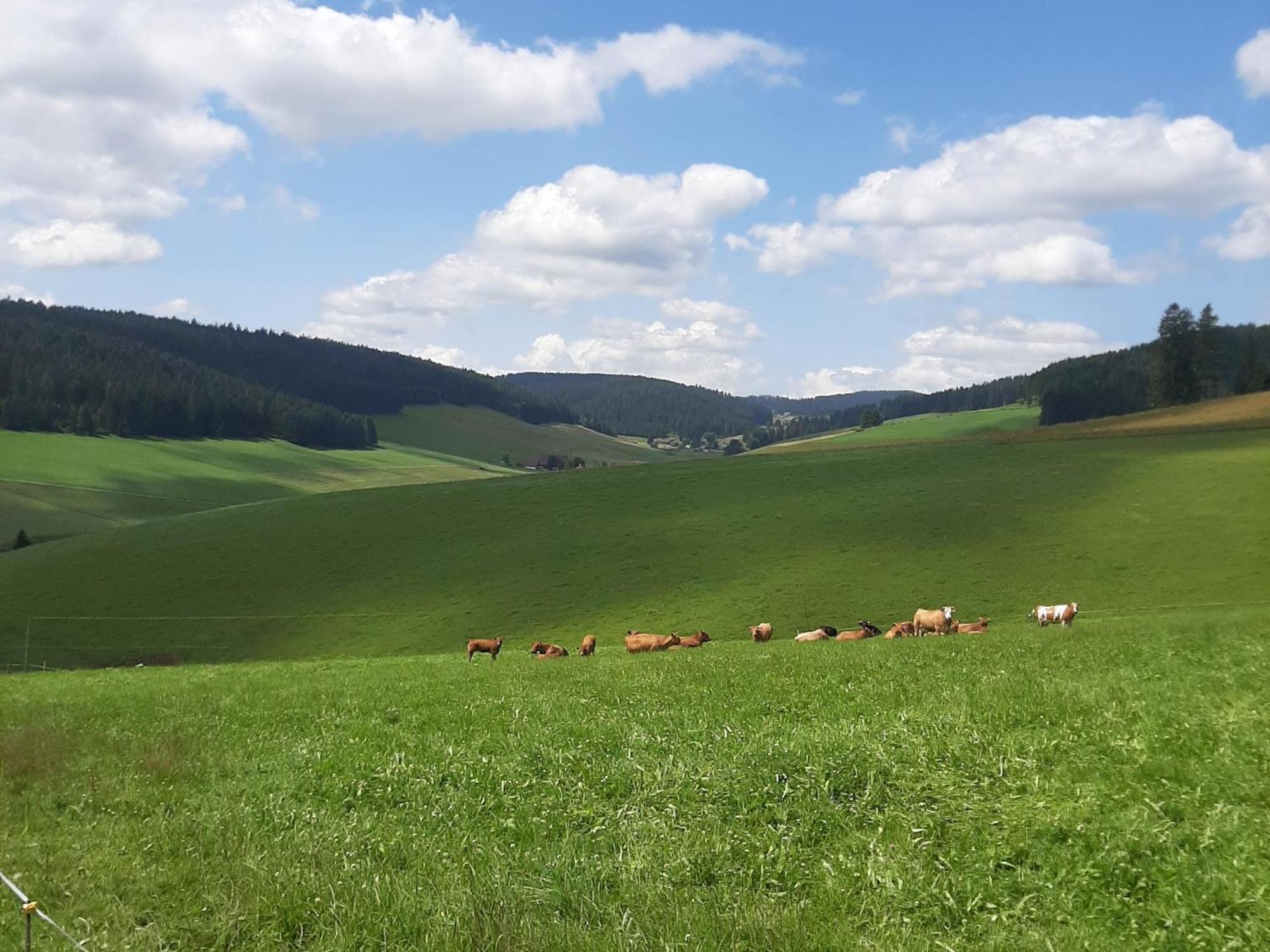 Haus Zum Sternen Leilighet Vöhrenbach Eksteriør bilde